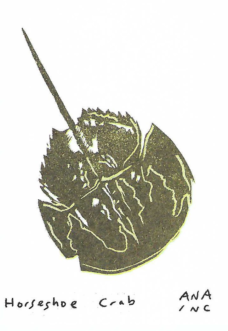 Horseshoe Crab