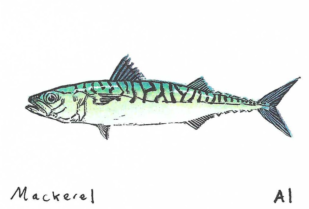 Mackerel
