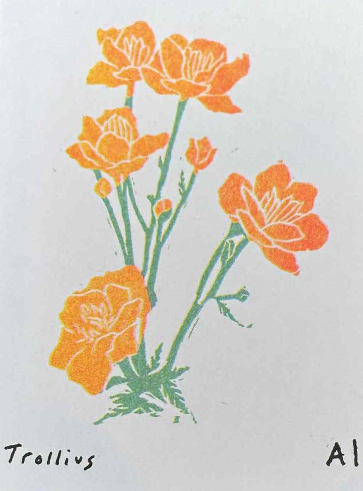 Trollius