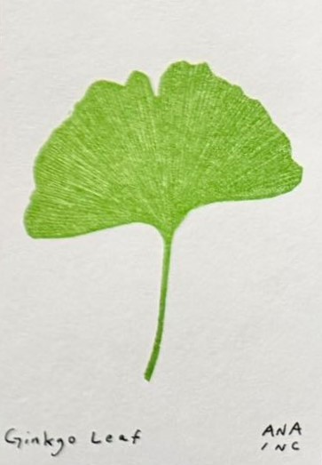 Ginkgo Leaf
