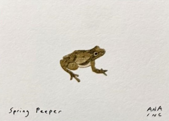 Spring Peeper